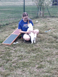 Sorties sur parcours des Chiens